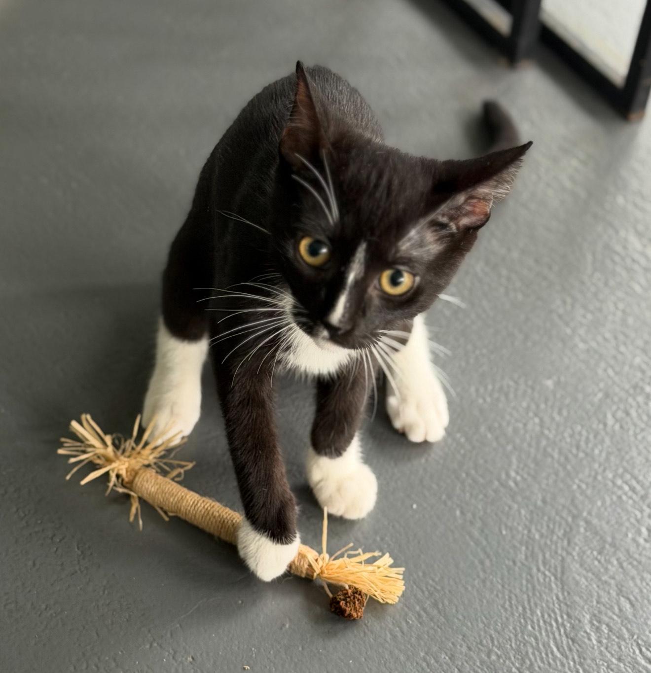 Mia & Marley - BONDED