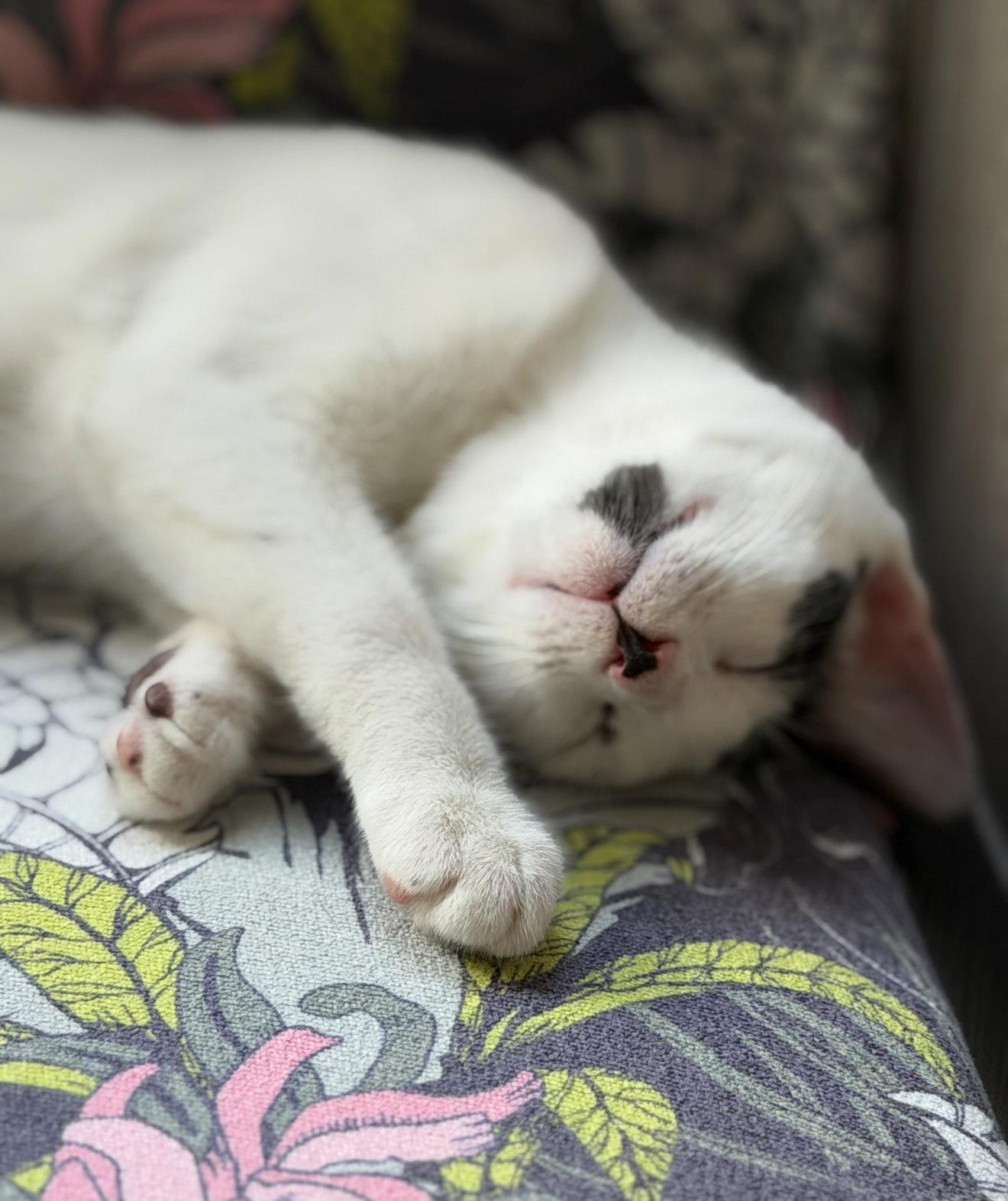 Mia & Marley - BONDED