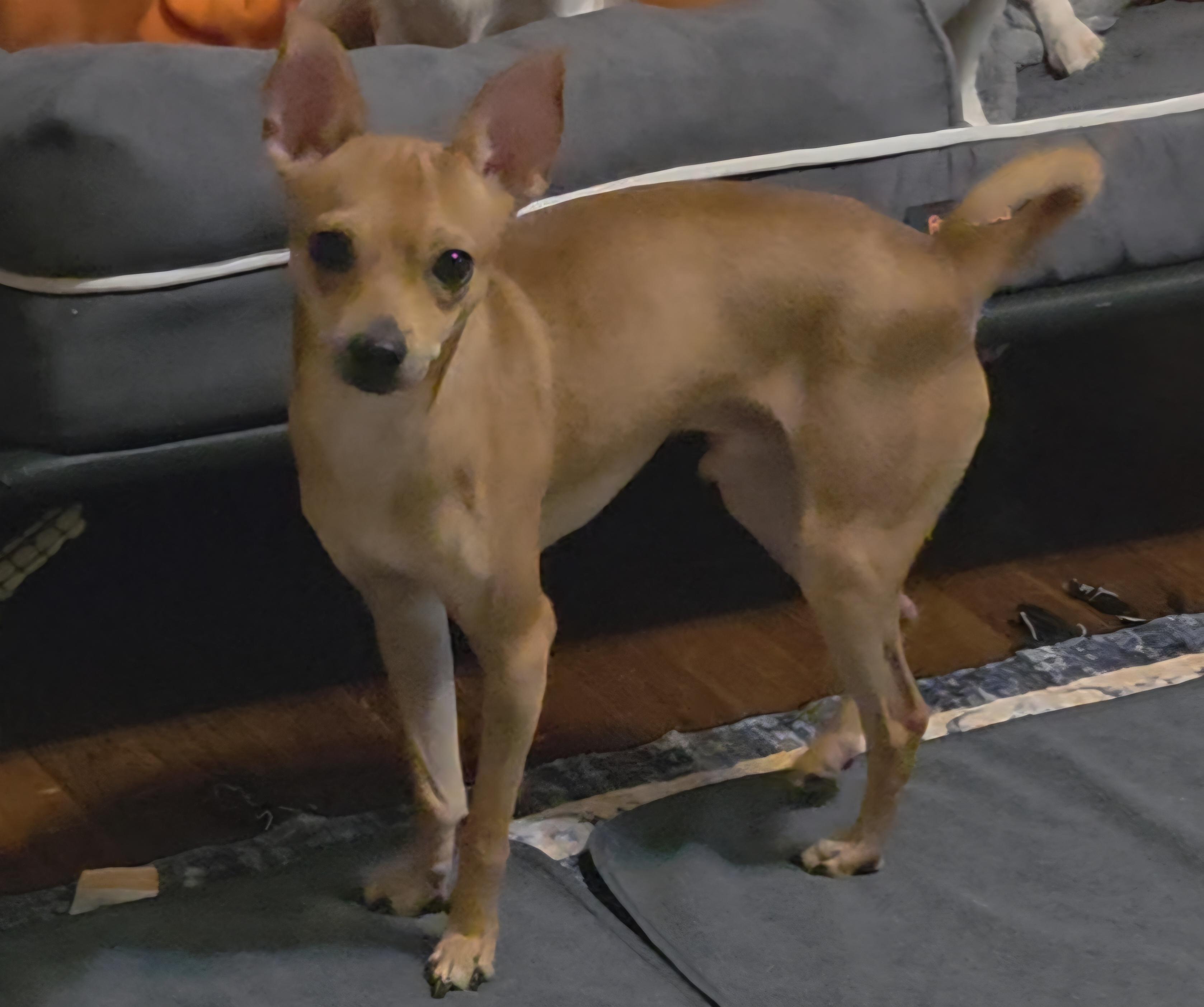 Enlarge Geoffrey, a Adoptable mixed breed in Deer Park, TX image 1/1