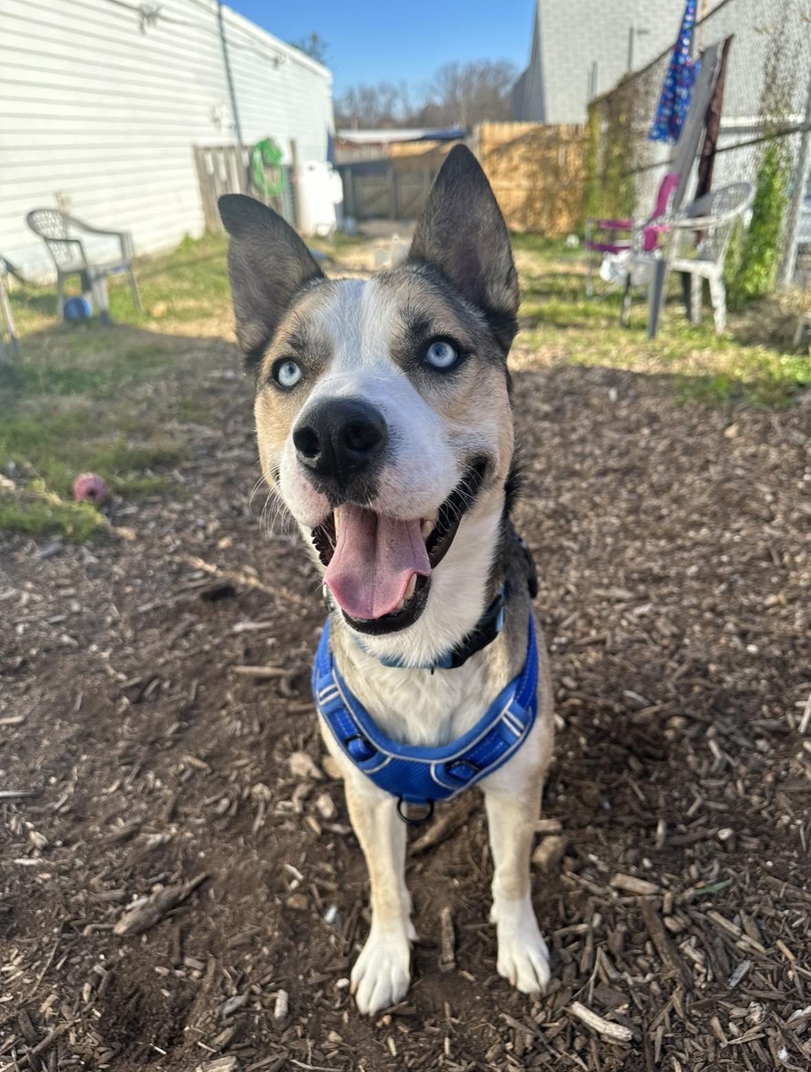Astro, a Adoptable mixed breed in Ellicott City, MD image 2/3