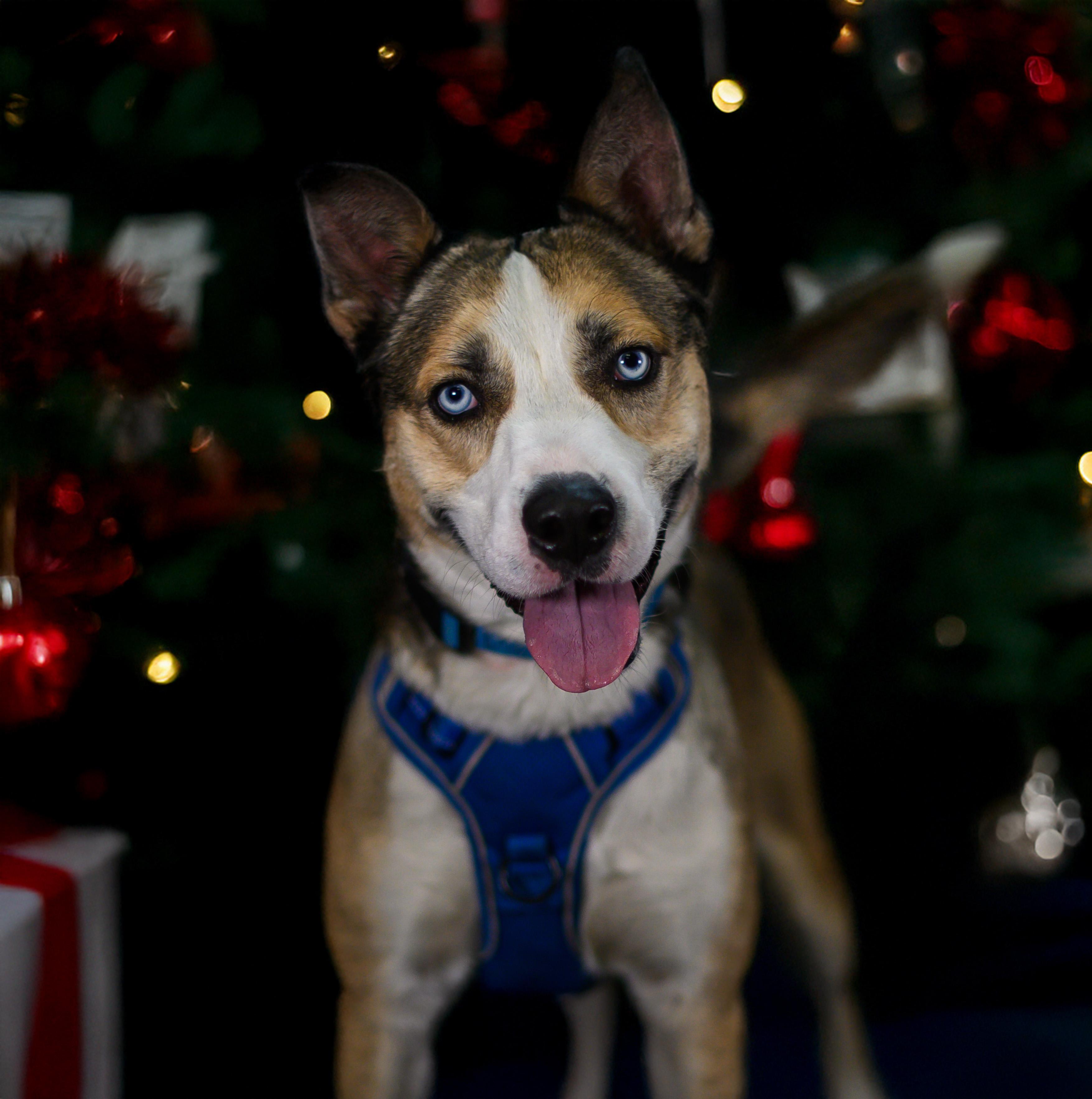 Enlarge Astro, a Adoptable mixed breed in Ellicott City, MD image 2/6