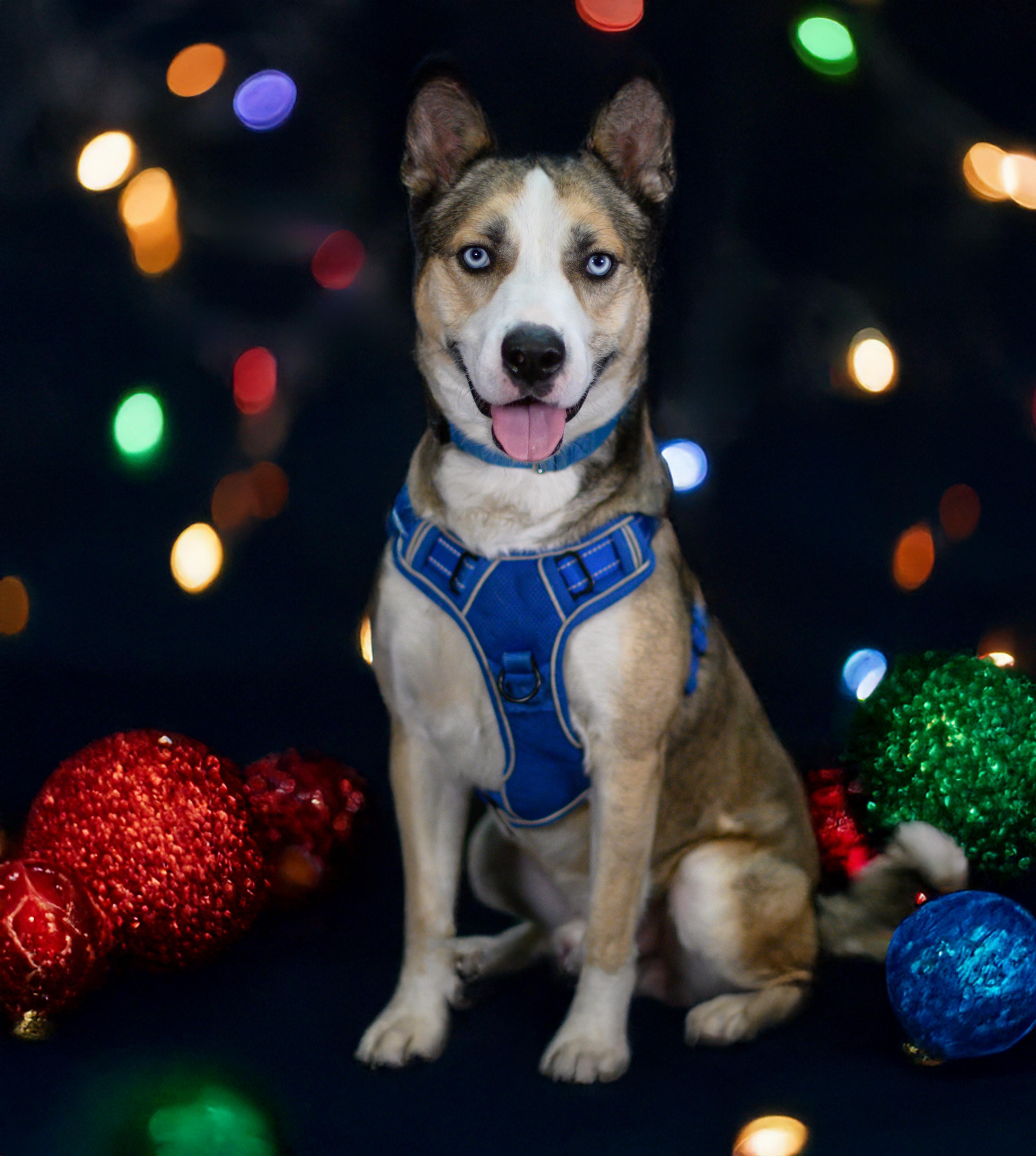 Enlarge Astro, a Adoptable mixed breed in Ellicott City, MD image 1/6