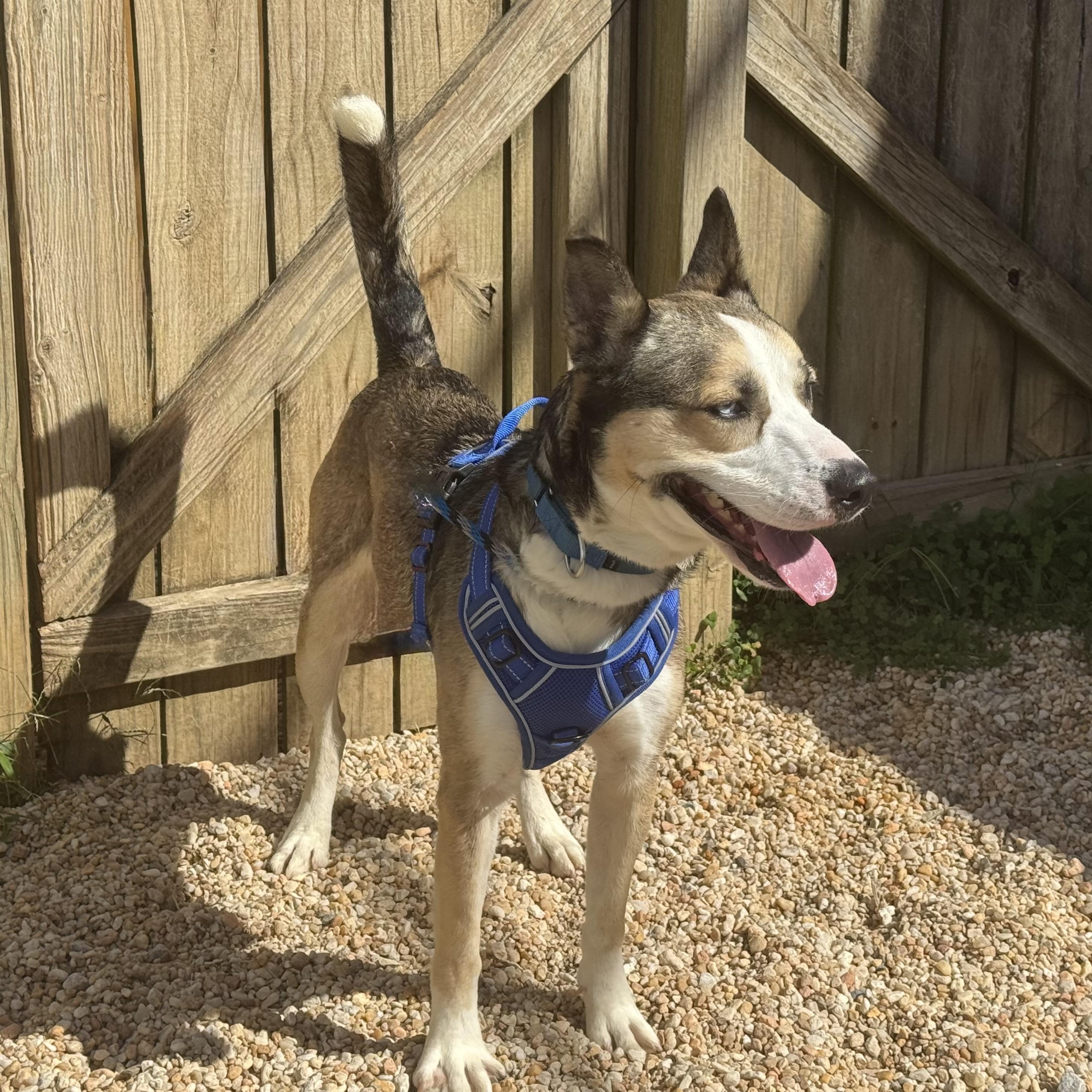 Astro, Adoptable, Adult Male Husky.