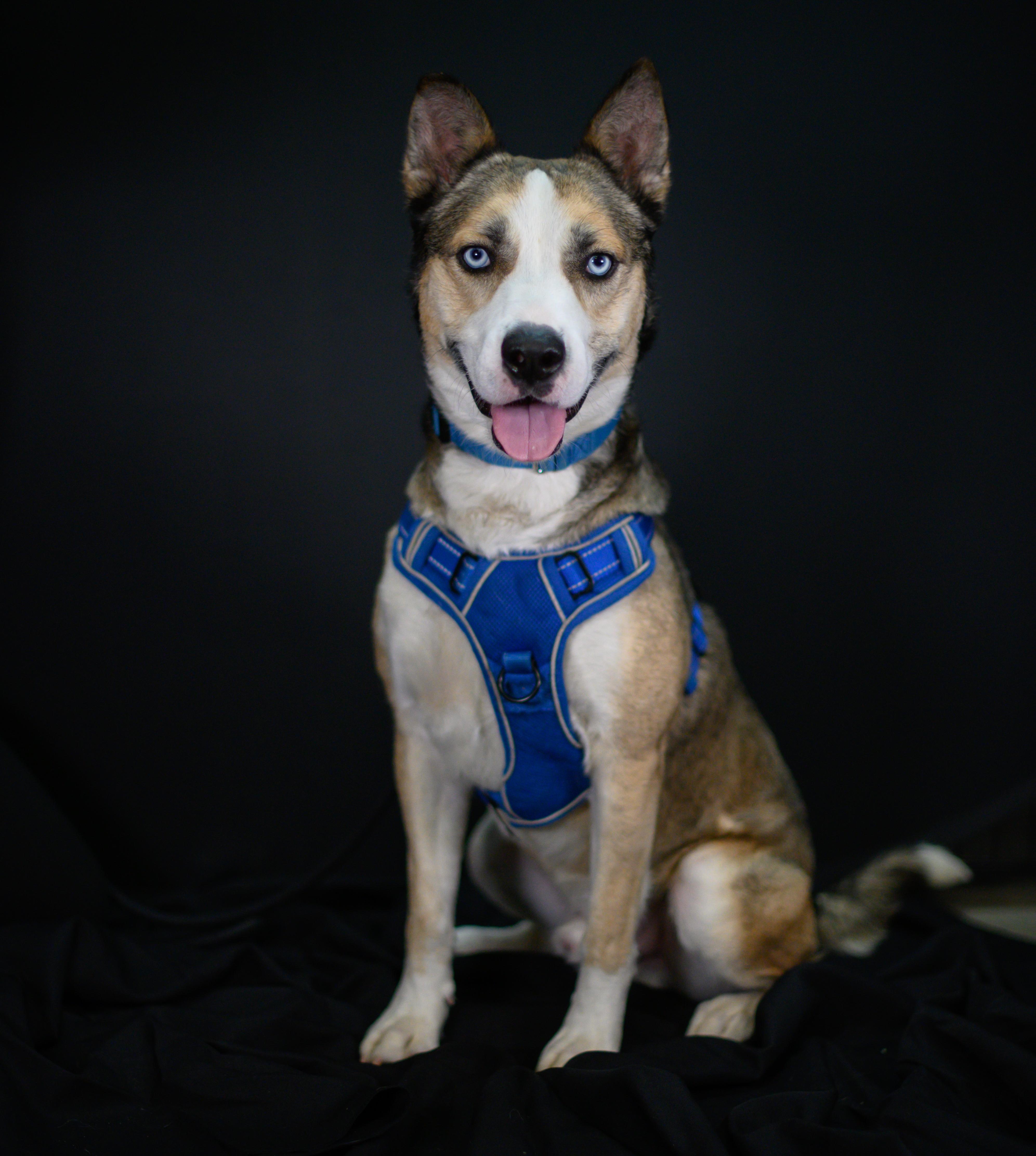 Enlarge Astro, a Adoptable mixed breed in Ellicott City, MD image 5/6