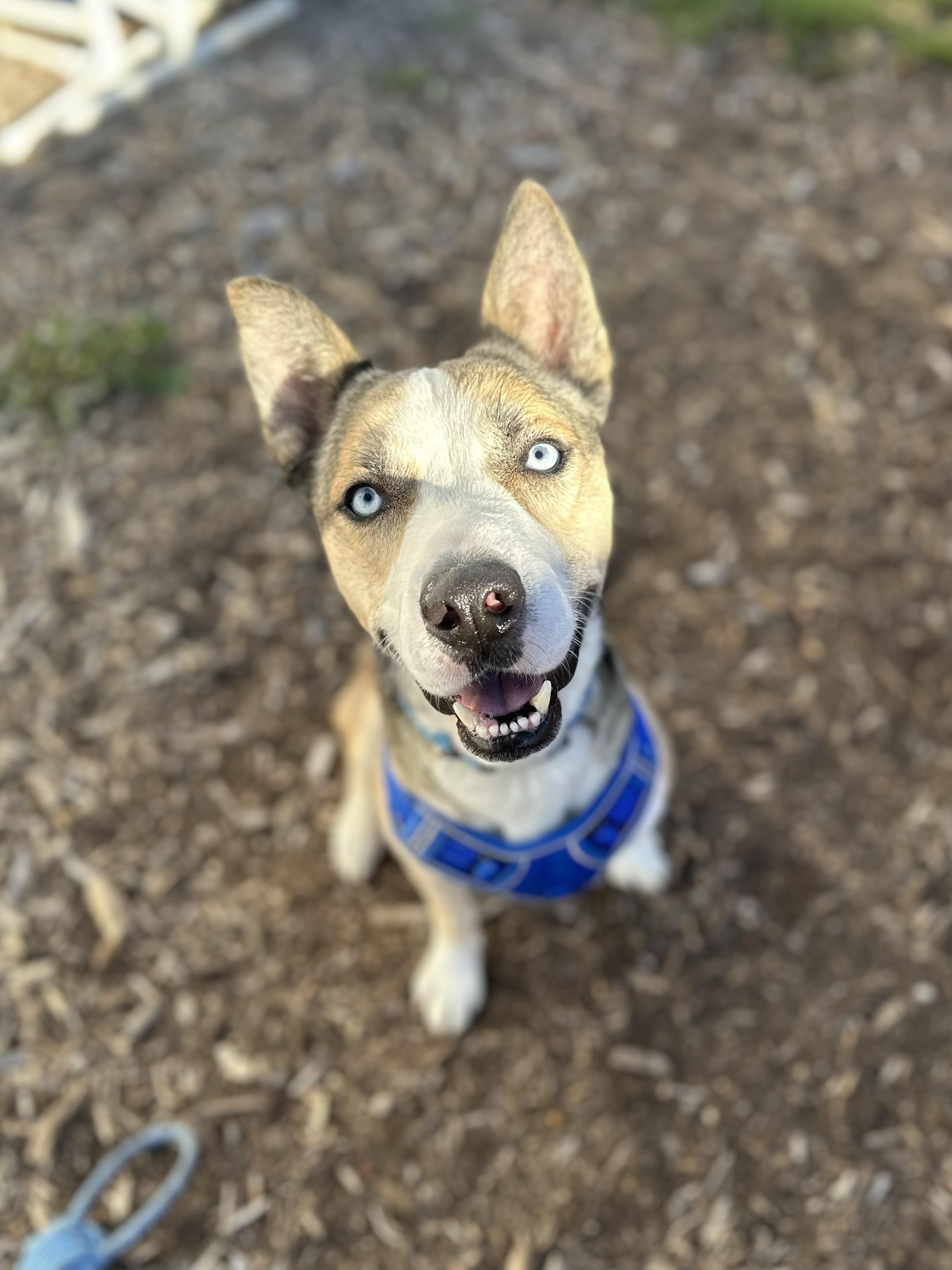 Astro, Adoptable, Adult Male Husky.