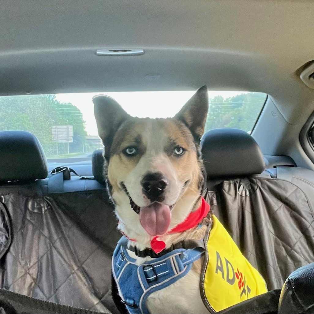 Enlarge Astro, a Adoptable mixed breed in Ellicott City, MD image 6/6