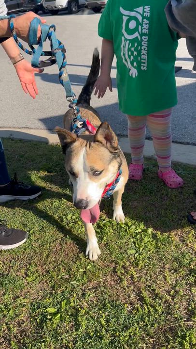 Enlarge Astro, a Adoptable mixed breed in Ellicott City, MD video 5/6