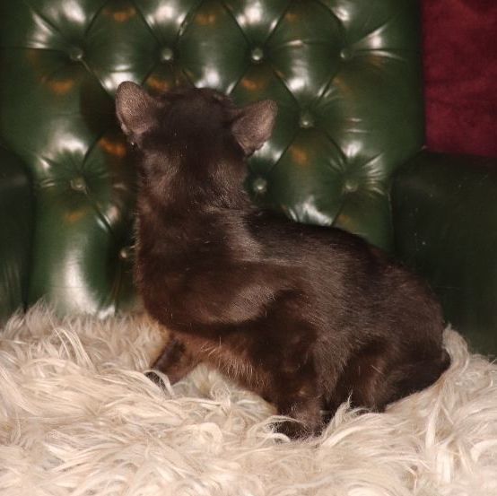 Virginia, a Adoptable Domestic Short Hair in Carneys Point, NJ image 1/2