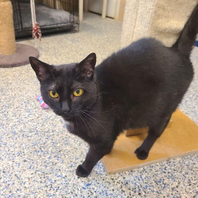 Virginia, Adoptable, Adult Female Domestic Short Hair.