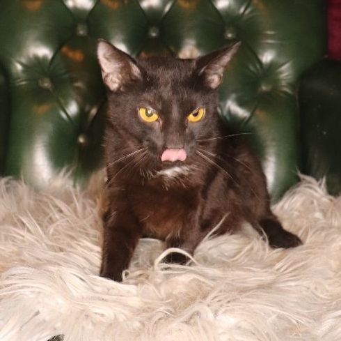 Virginia, Adoptable, Adult Female Domestic Short Hair.