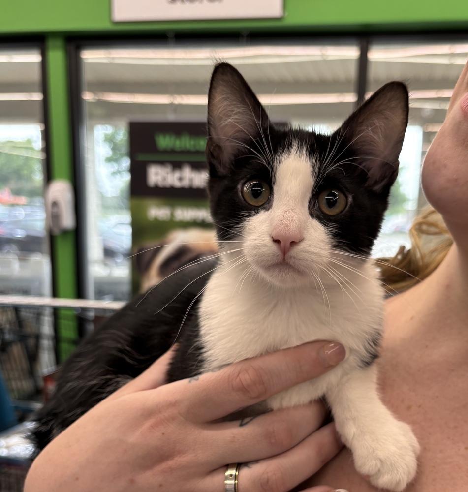 Wilbur, Adoptable, Kitten Male Domestic Short Hair.