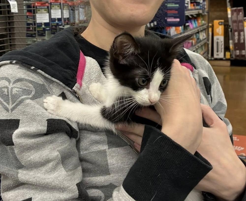 Enlarge Wilbur, a Adoptable Domestic Short Hair in Henrico, VA image 1/3
