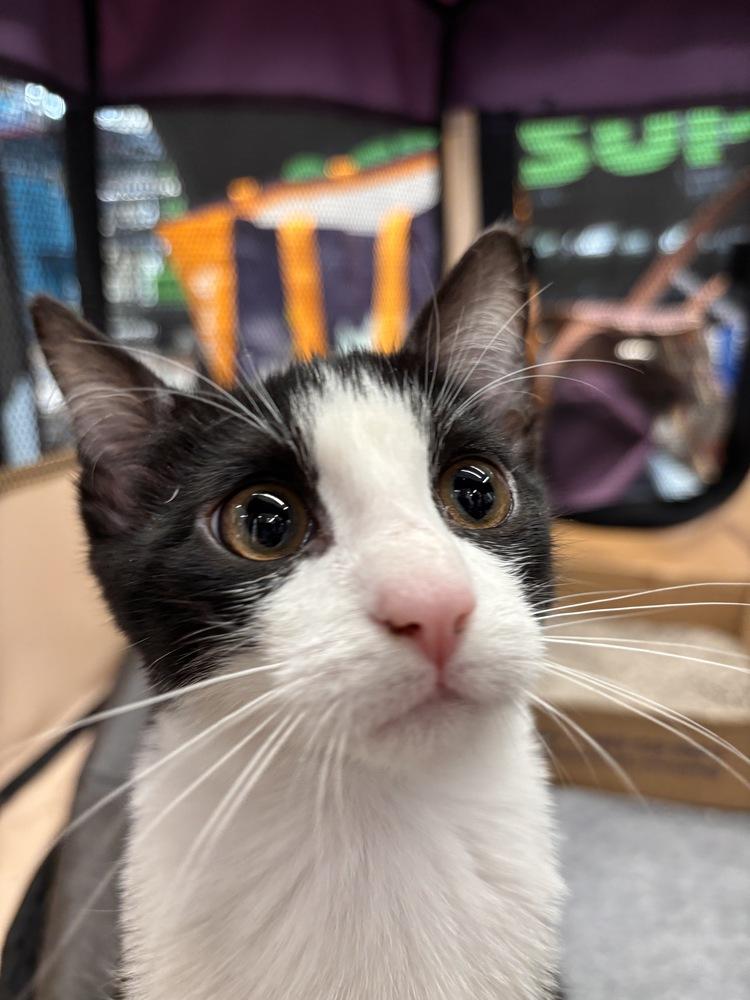 Wilbur, a Adoptable Domestic Short Hair in Henrico, VA image 3/6