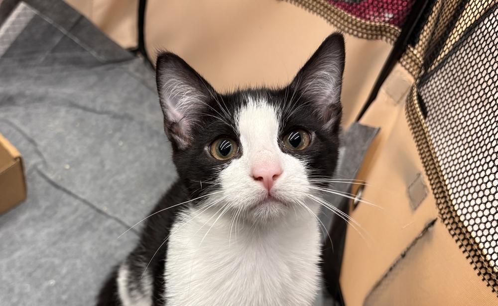 Wilbur, a Adoptable Domestic Short Hair in Henrico, VA image 4/6