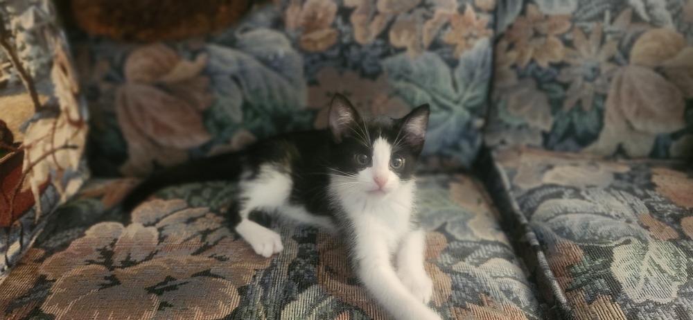 Enlarge Wilbur, a Adoptable Domestic Short Hair in Henrico, VA image 2/3