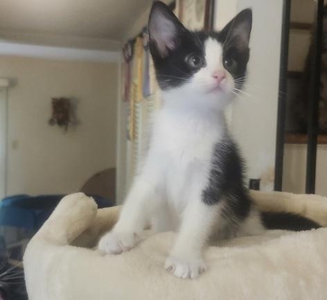 Enlarge Wilbur, a Adoptable Domestic Short Hair in Henrico, VA image 3/3