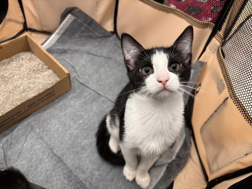 Wilbur, a Adoptable Domestic Short Hair in Henrico, VA image 6/6