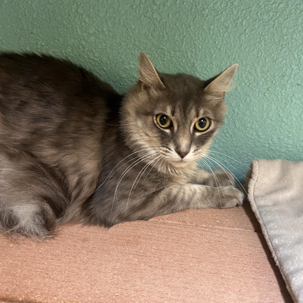 Curly Sue (Choo Choo), Adoptable, Adult Male Domestic Long Hair.