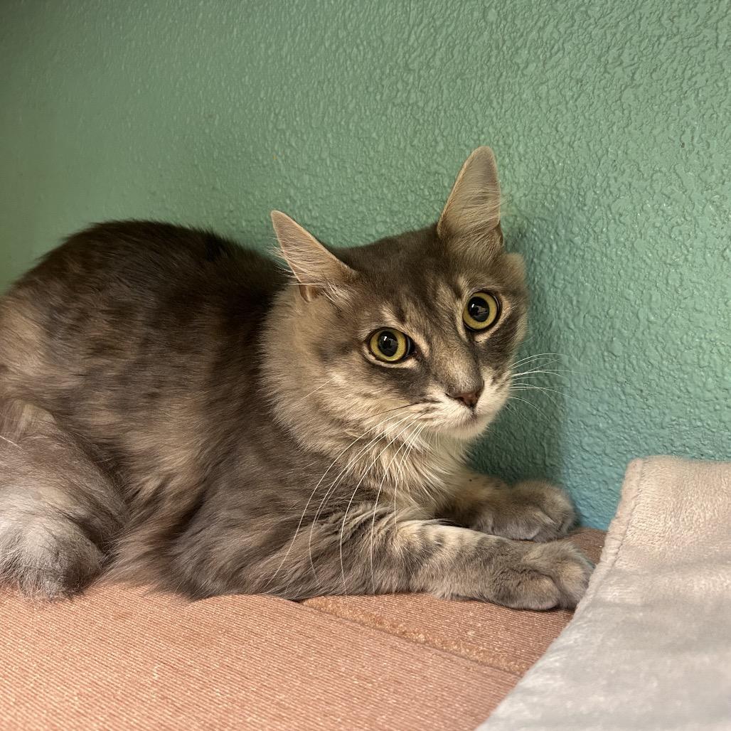 Enlarge Curly Sue (Choo Choo), a Adoptable Domestic Long Hair in Fresno, CA image 2/3