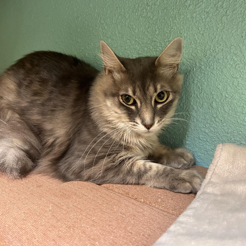 Enlarge Curly Sue (Choo Choo), a Adoptable Domestic Long Hair in Fresno, CA image 3/3