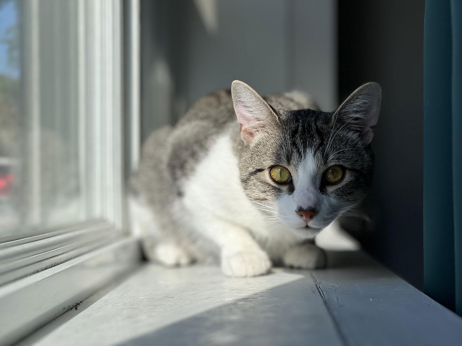 Bulle — thumbnail 2