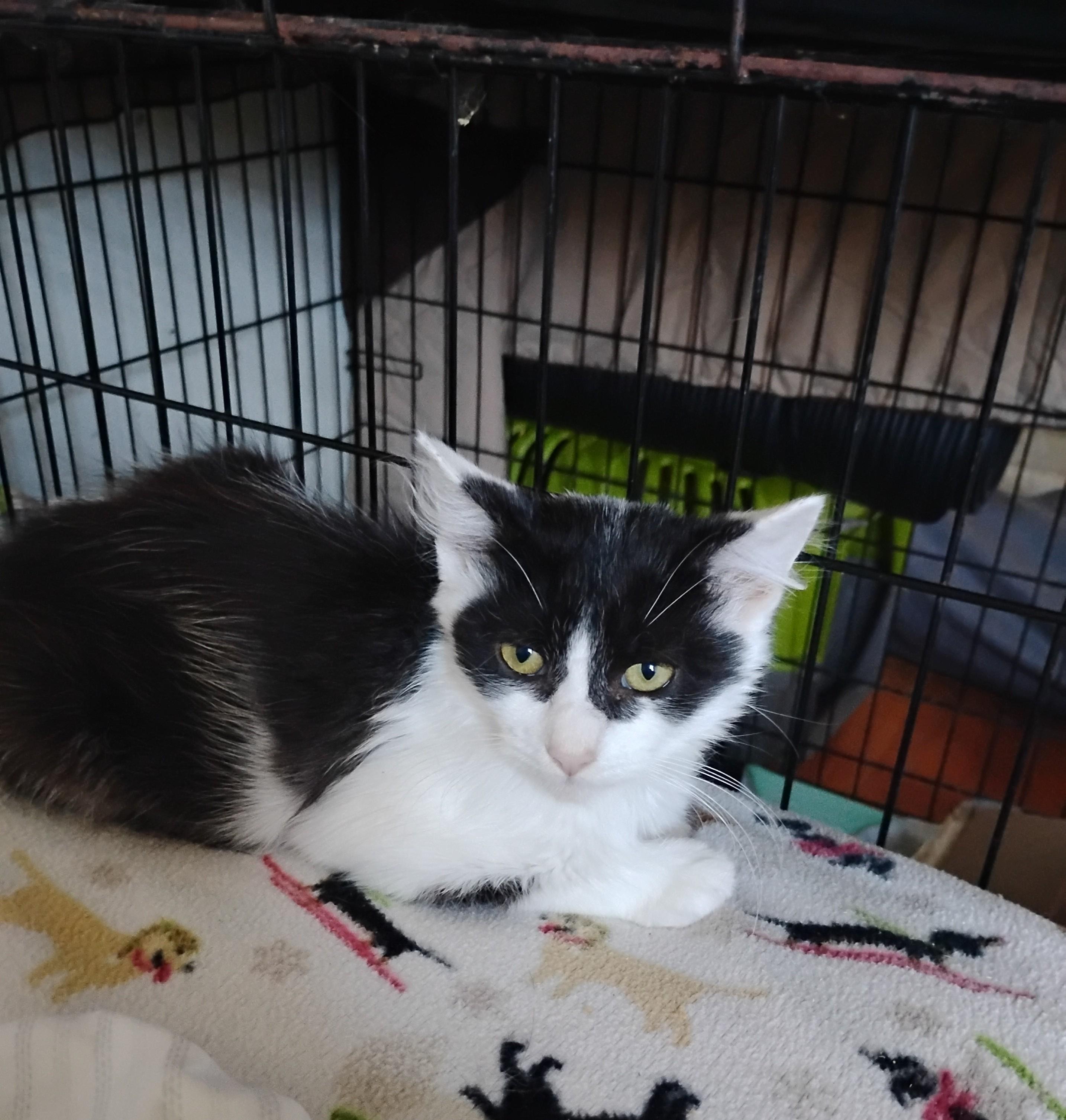Gizmo, Adopted, Young Female Domestic Medium Hair.