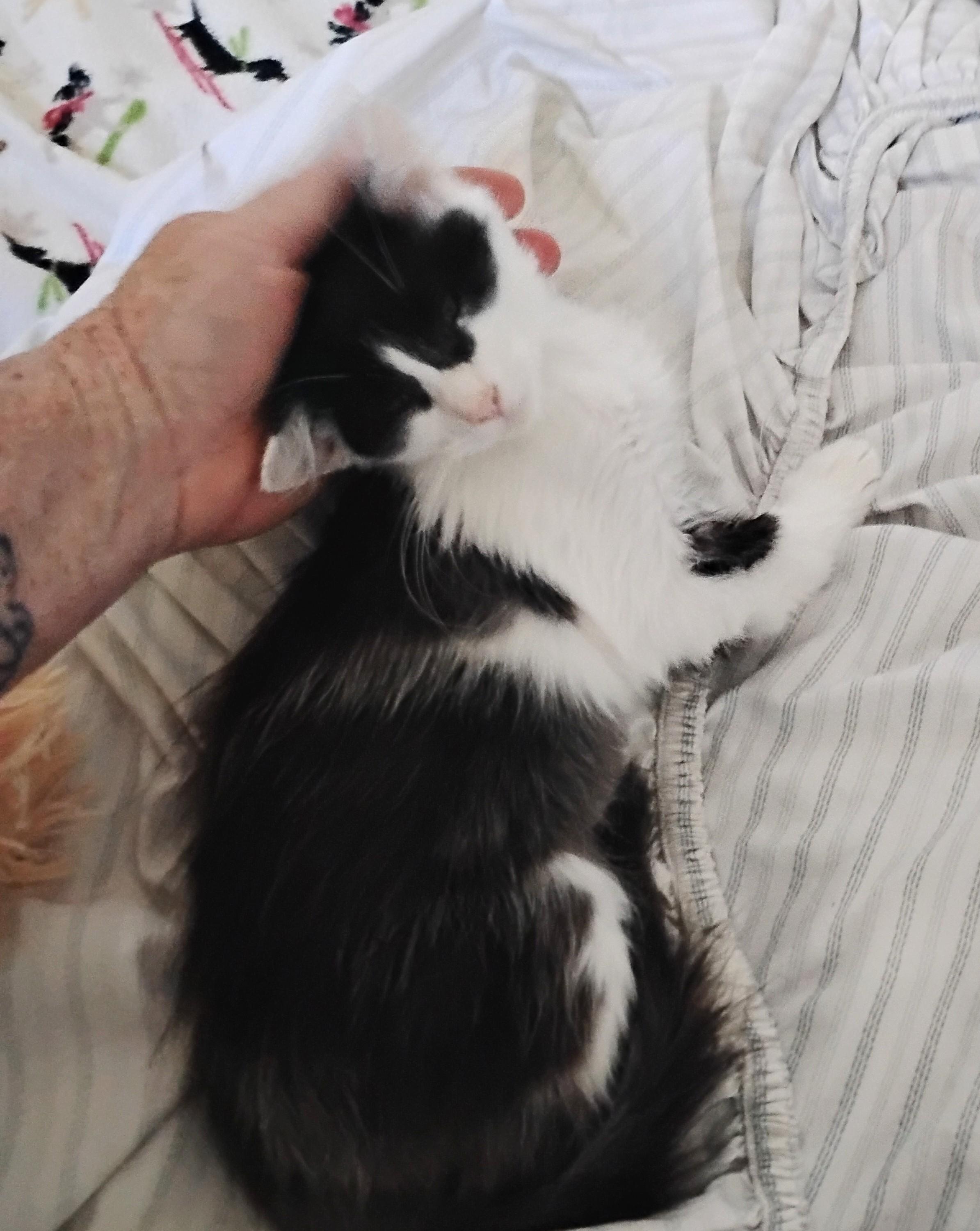 Enlarge Gizmo, a Adopted Domestic Medium Hair in Woodland, CA image 5/5