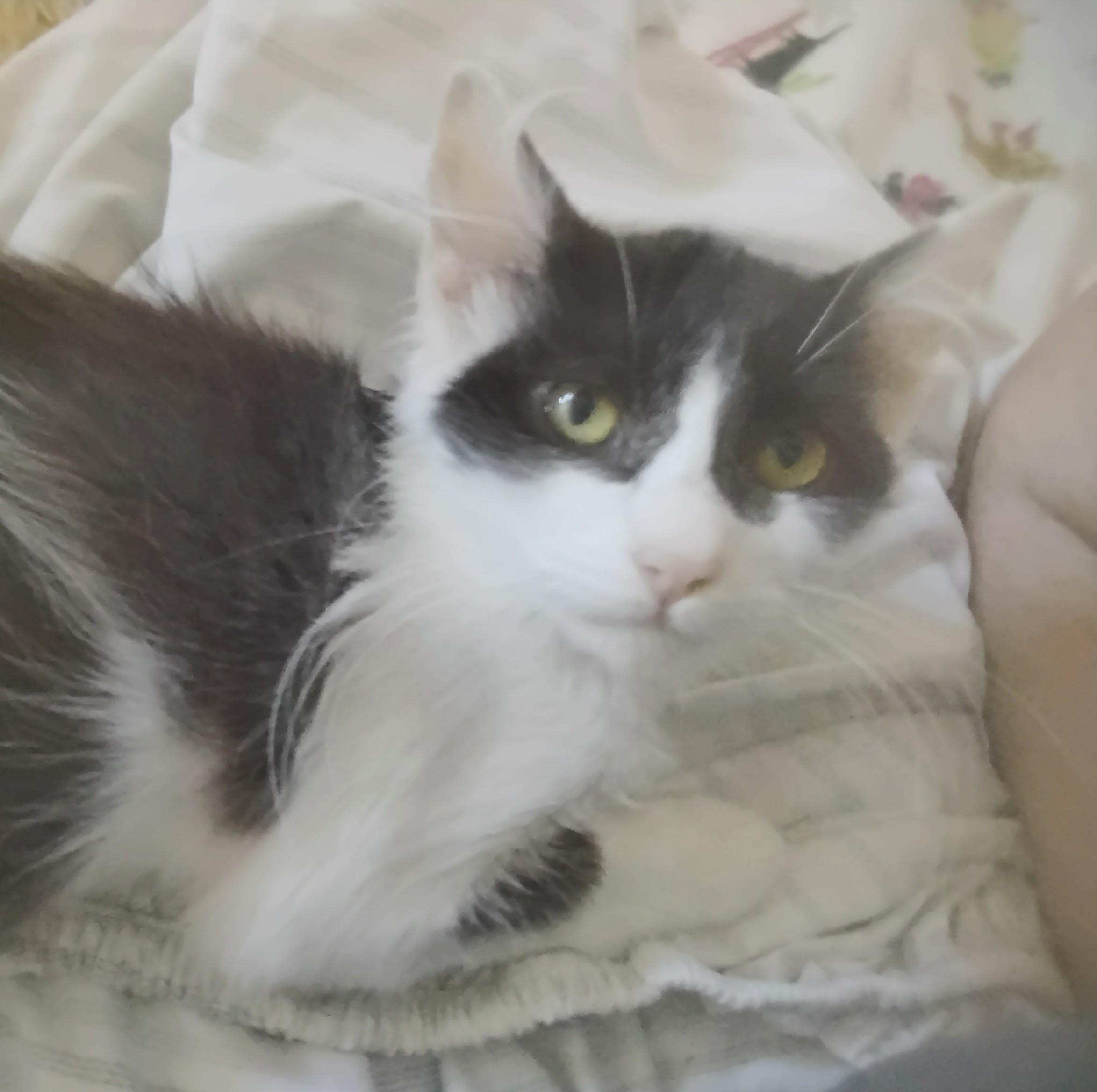 Enlarge Gizmo, a Adopted Domestic Medium Hair in Woodland, CA image 2/5
