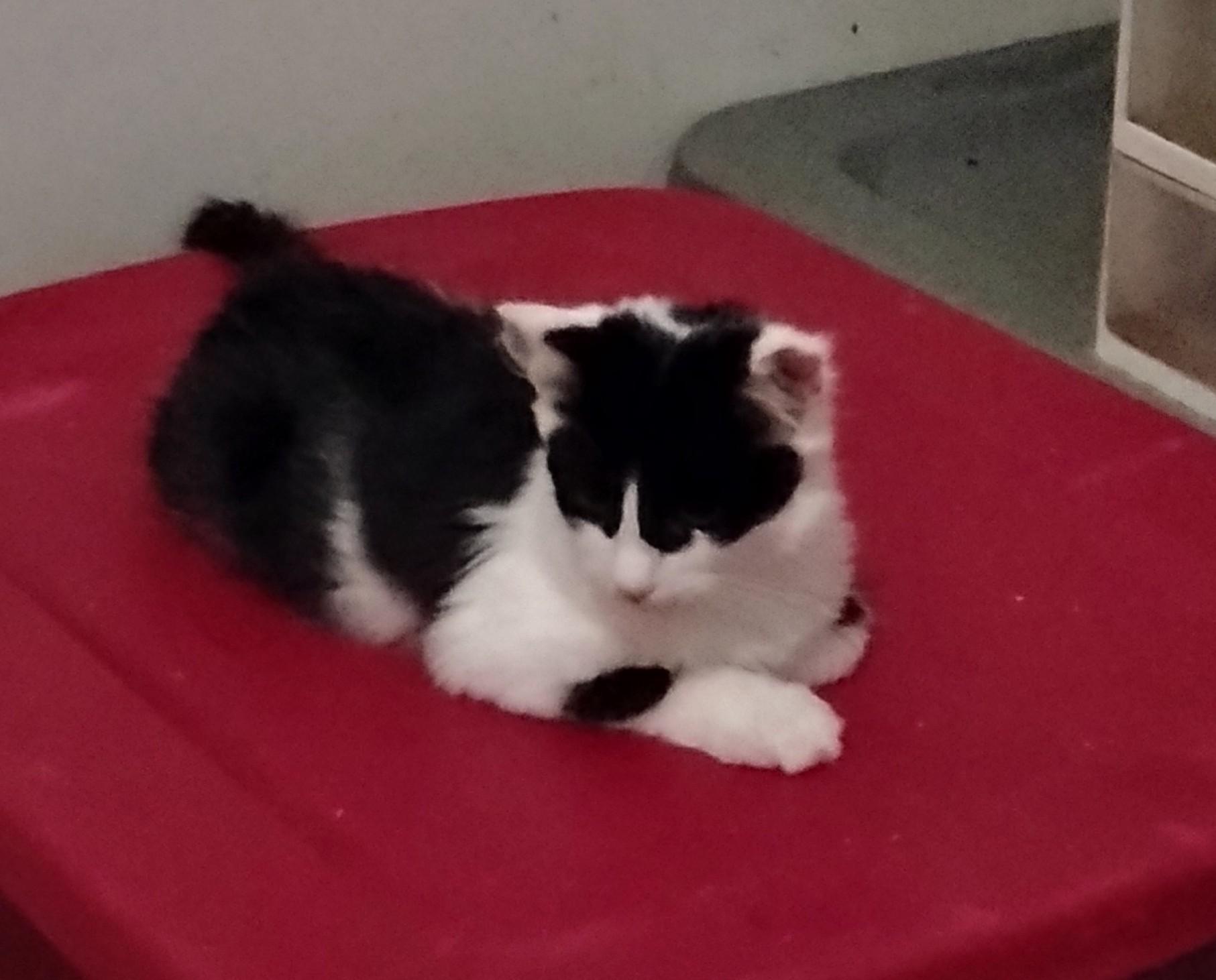 Enlarge Gizmo, a Adopted Domestic Medium Hair in Woodland, CA image 3/5