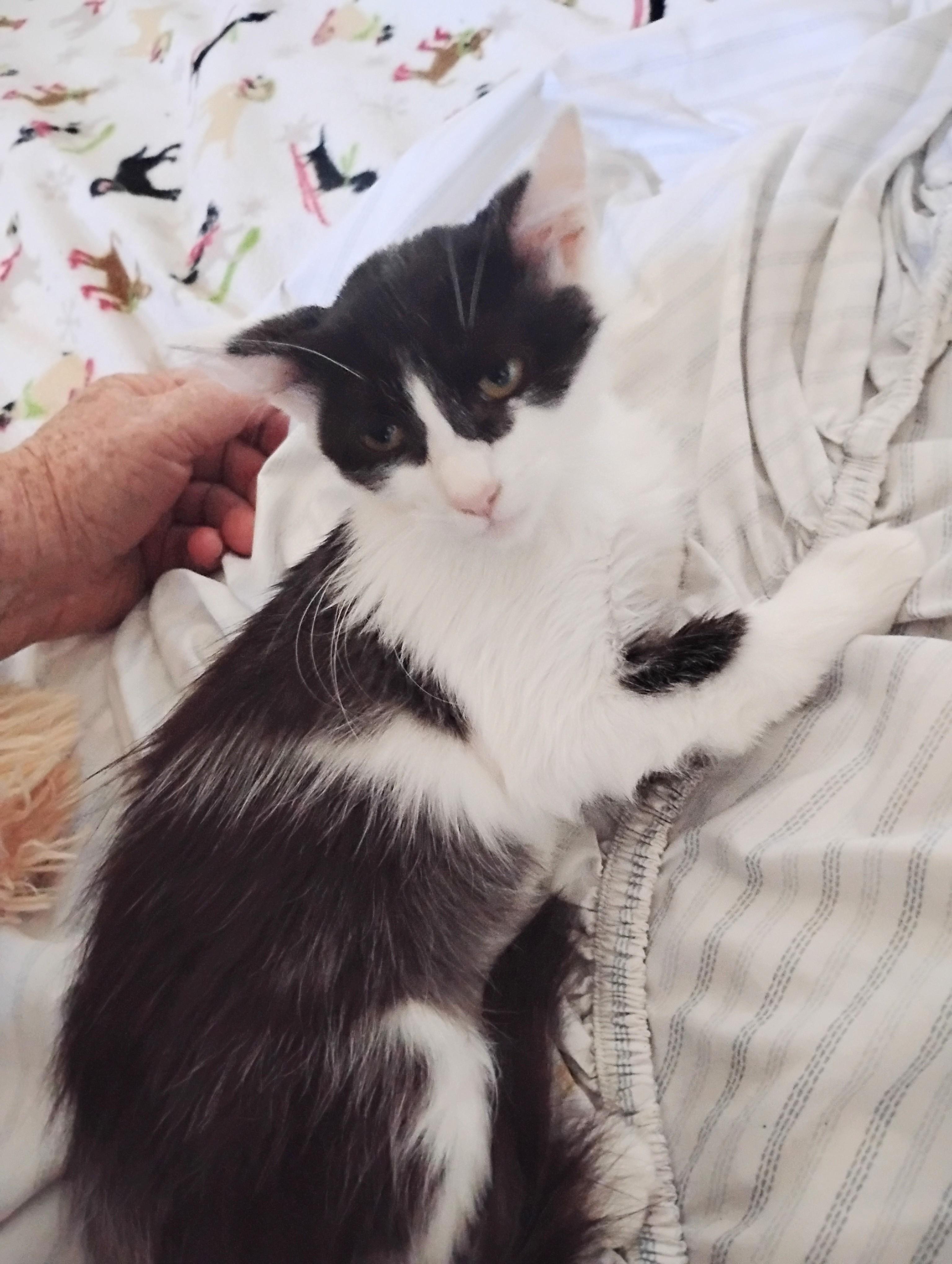 Enlarge Gizmo, a Adopted Domestic Medium Hair in Woodland, CA image 4/5