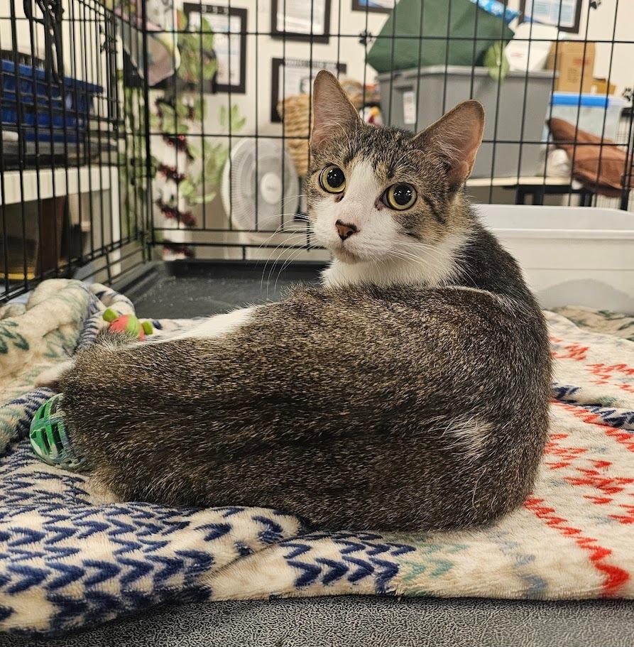 Chickadee, Adoptable, Young Female Domestic Short Hair.