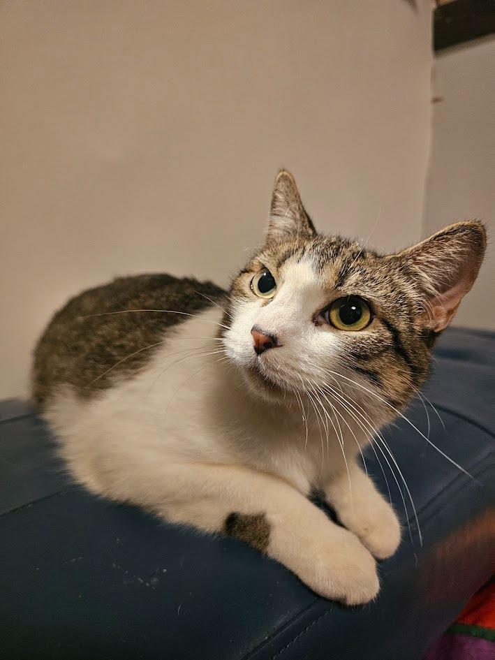 Enlarge Chickadee, a Adoptable mixed breed in St. Cloud, MN image 1/5