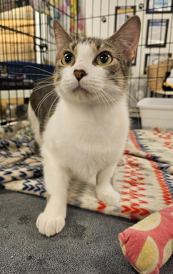 Enlarge Chickadee, a Adoptable mixed breed in St. Cloud, MN image 2/4