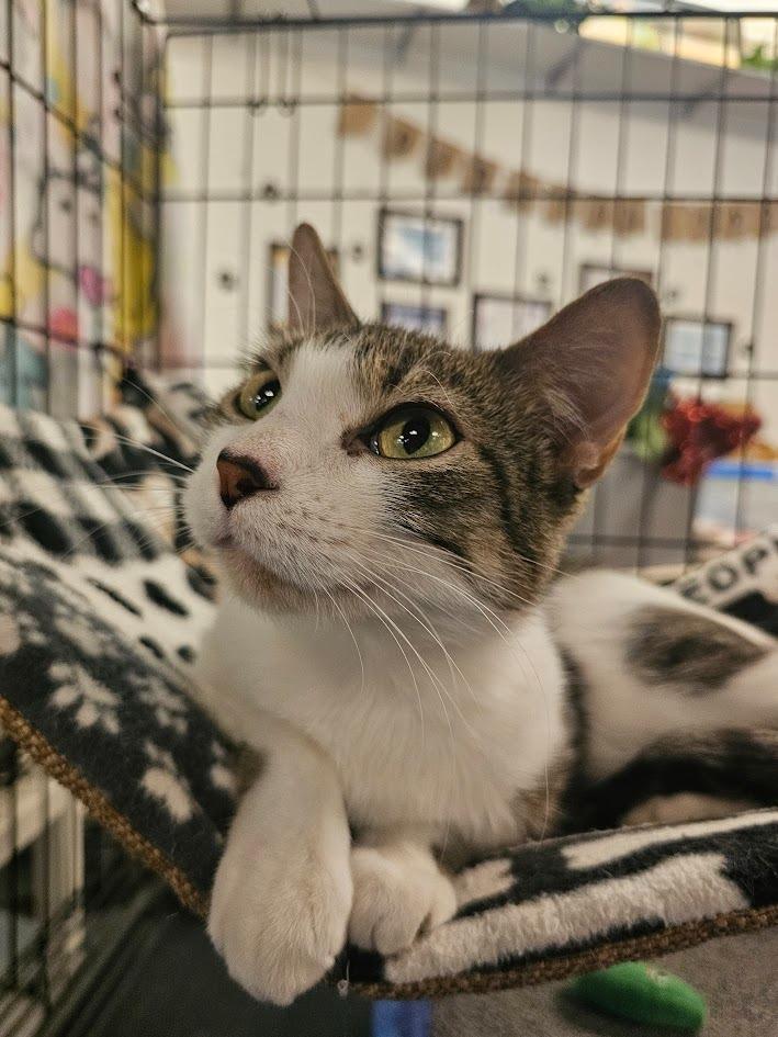 Enlarge Chickadee, a Adoptable mixed breed in St. Cloud, MN image 3/4