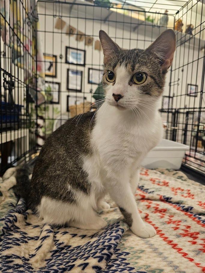 Enlarge Chickadee, a Adoptable mixed breed in St. Cloud, MN image 4/4