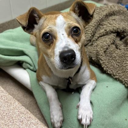 Rosa, a Adoptable mixed breed in San Francisco, CA image 2/3