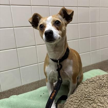 Rosa, a Adoptable mixed breed in San Francisco, CA image 3/3