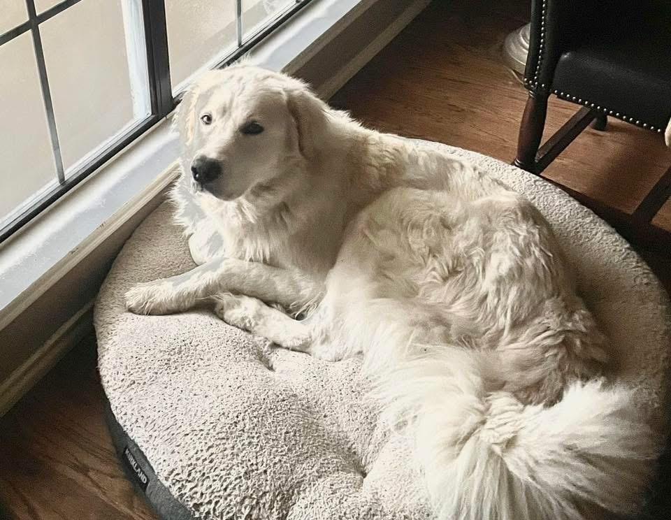 Sammy AKA Samuel, Adoptable, Adult Male Great Pyrenees.