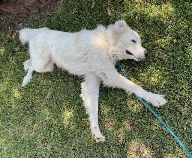 Enlarge Sammy AKA Samuel, a Adoptable Great Pyrenees in Dallas, TX image 2/6
