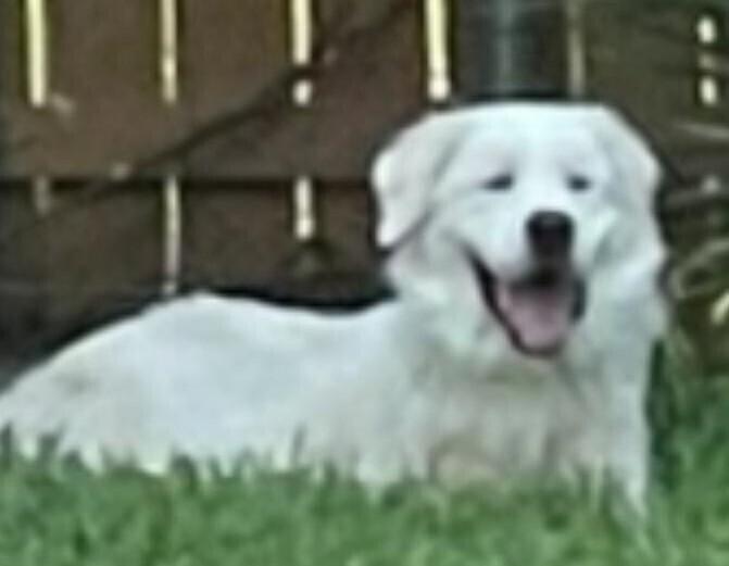 Enlarge Sammy AKA Samuel, a Adoptable Great Pyrenees in Dallas, TX image 3/6
