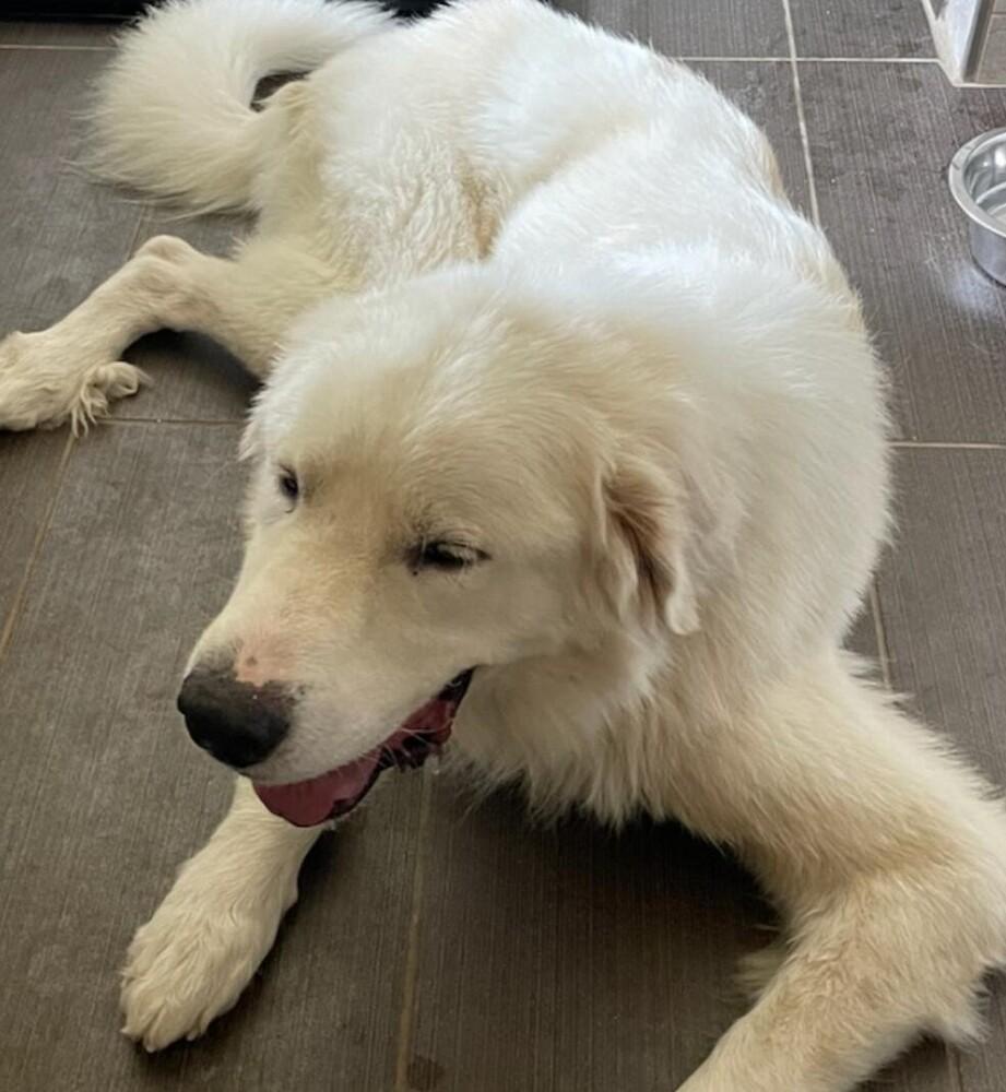Enlarge Sammy AKA Samuel, a Adoptable Great Pyrenees in Dallas, TX image 4/6
