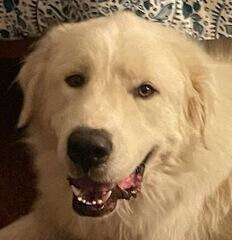 Enlarge Sammy AKA Samuel, a Adoptable Great Pyrenees in Dallas, TX image 5/6