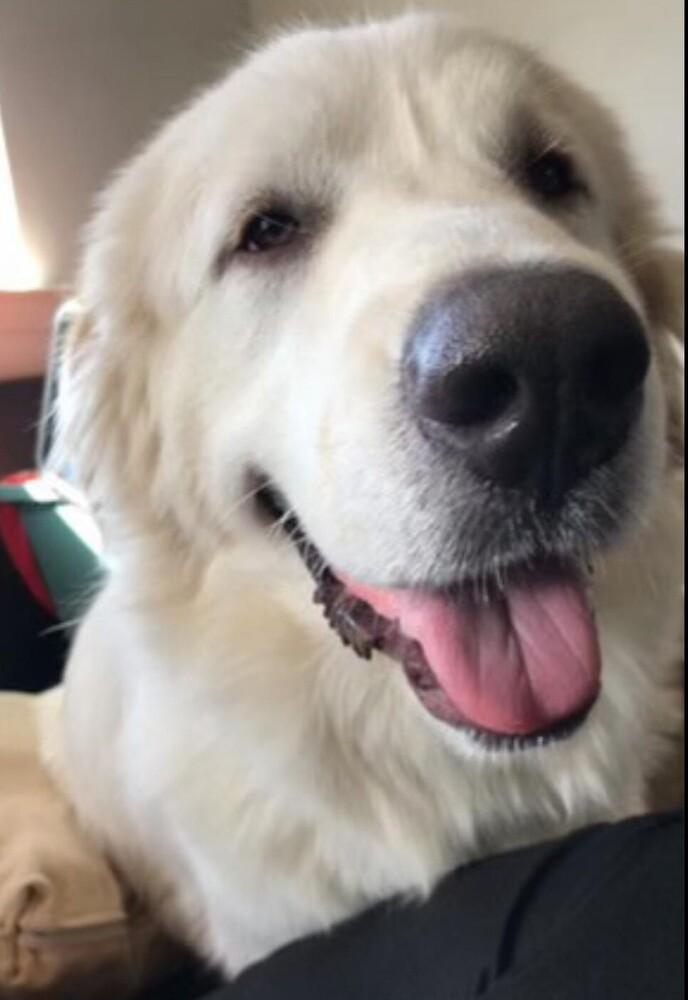 Enlarge Sammy AKA Samuel, a Adoptable Great Pyrenees in Dallas, TX image 6/6