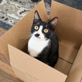 Patch — thumbnail 2