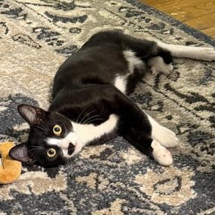 Patch — thumbnail 4