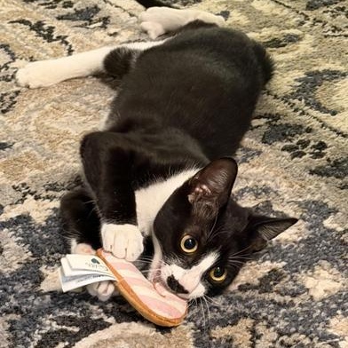 Patch — thumbnail 5