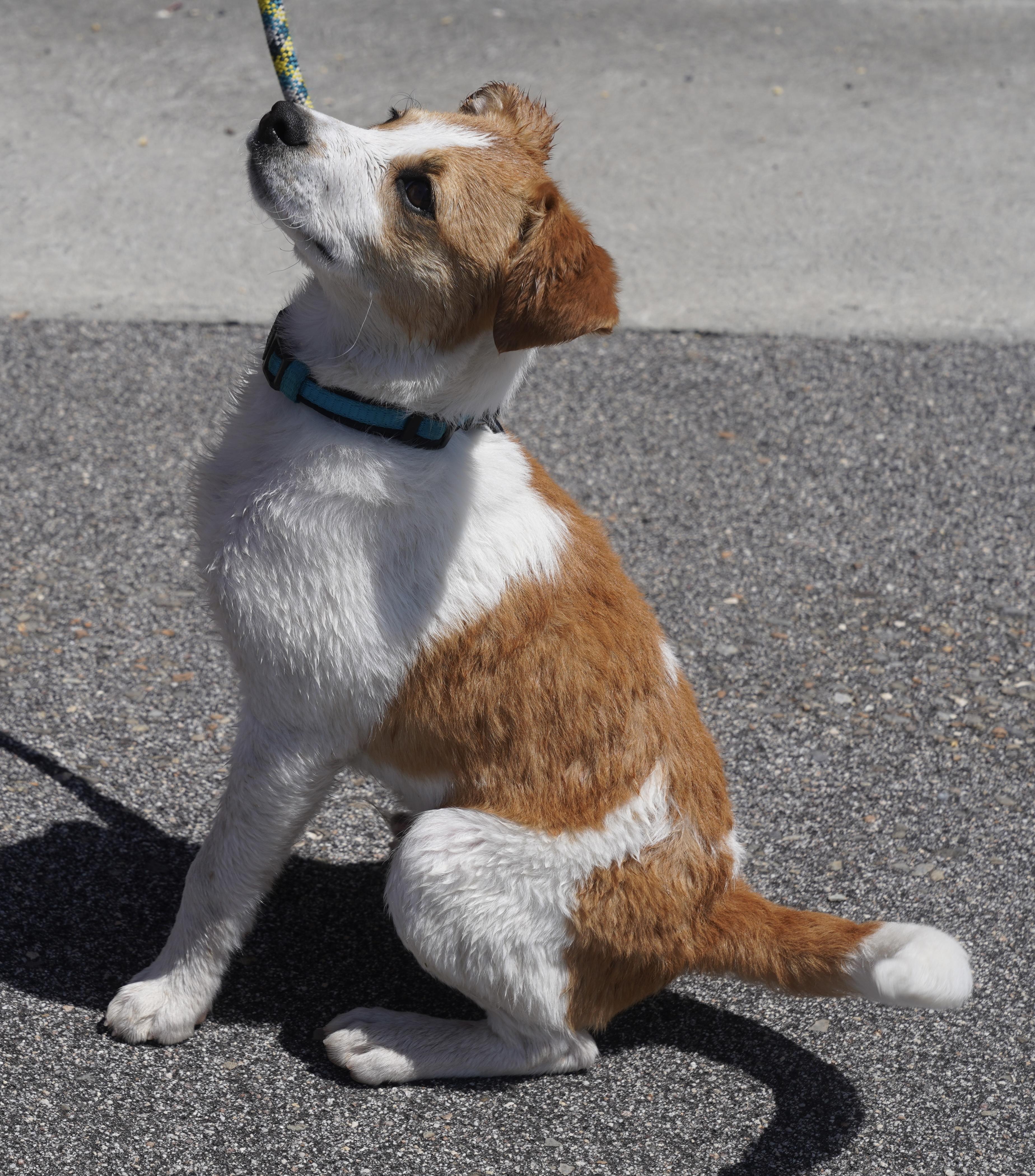 Barry, a ADOPTABLE mixed breed in Pottsville, PA image 2/4