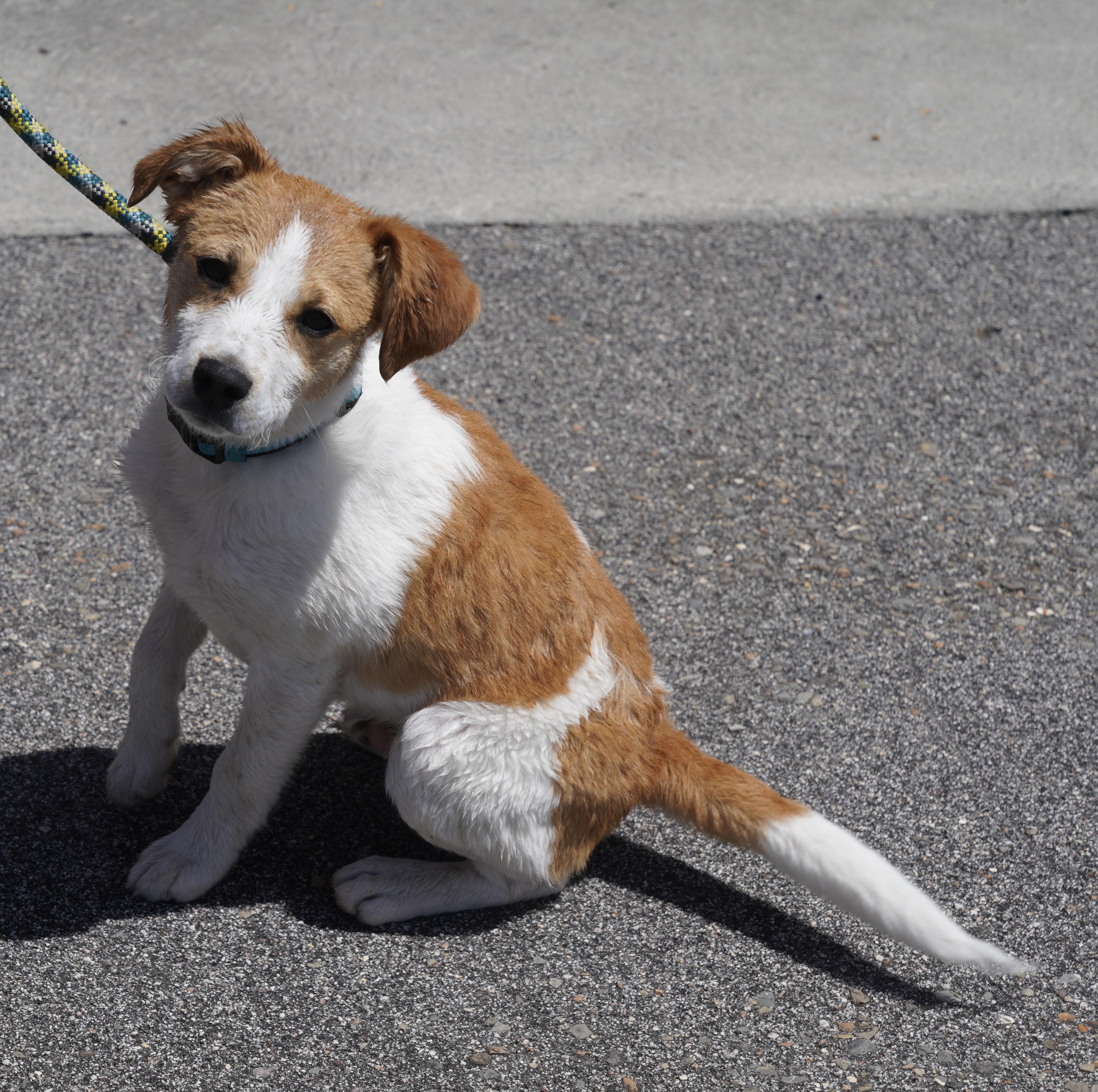 Barry, a ADOPTABLE mixed breed in Pottsville, PA image 3/4