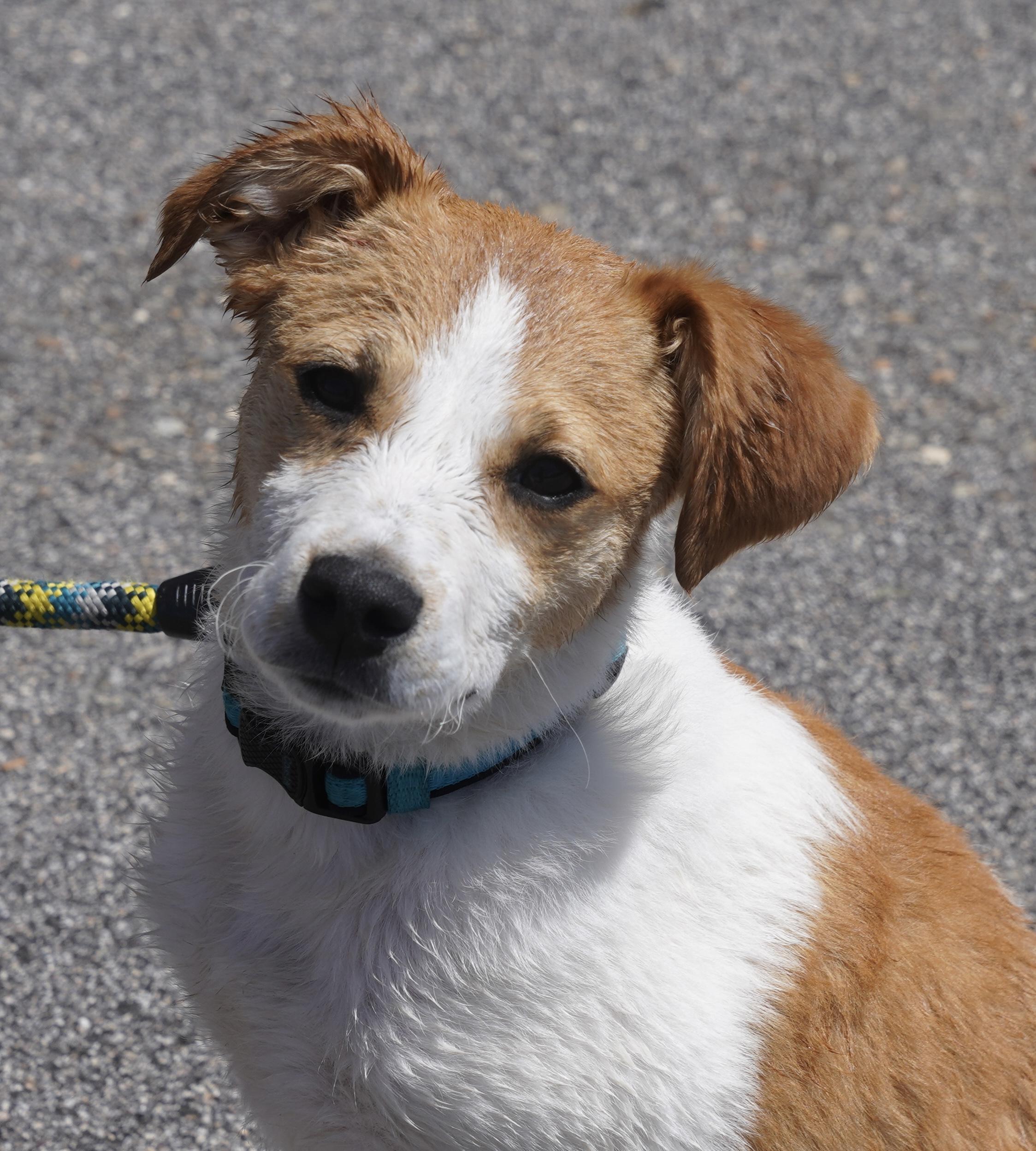 Barry, ADOPTABLE, Puppy Male Jack Russell Terrier.
