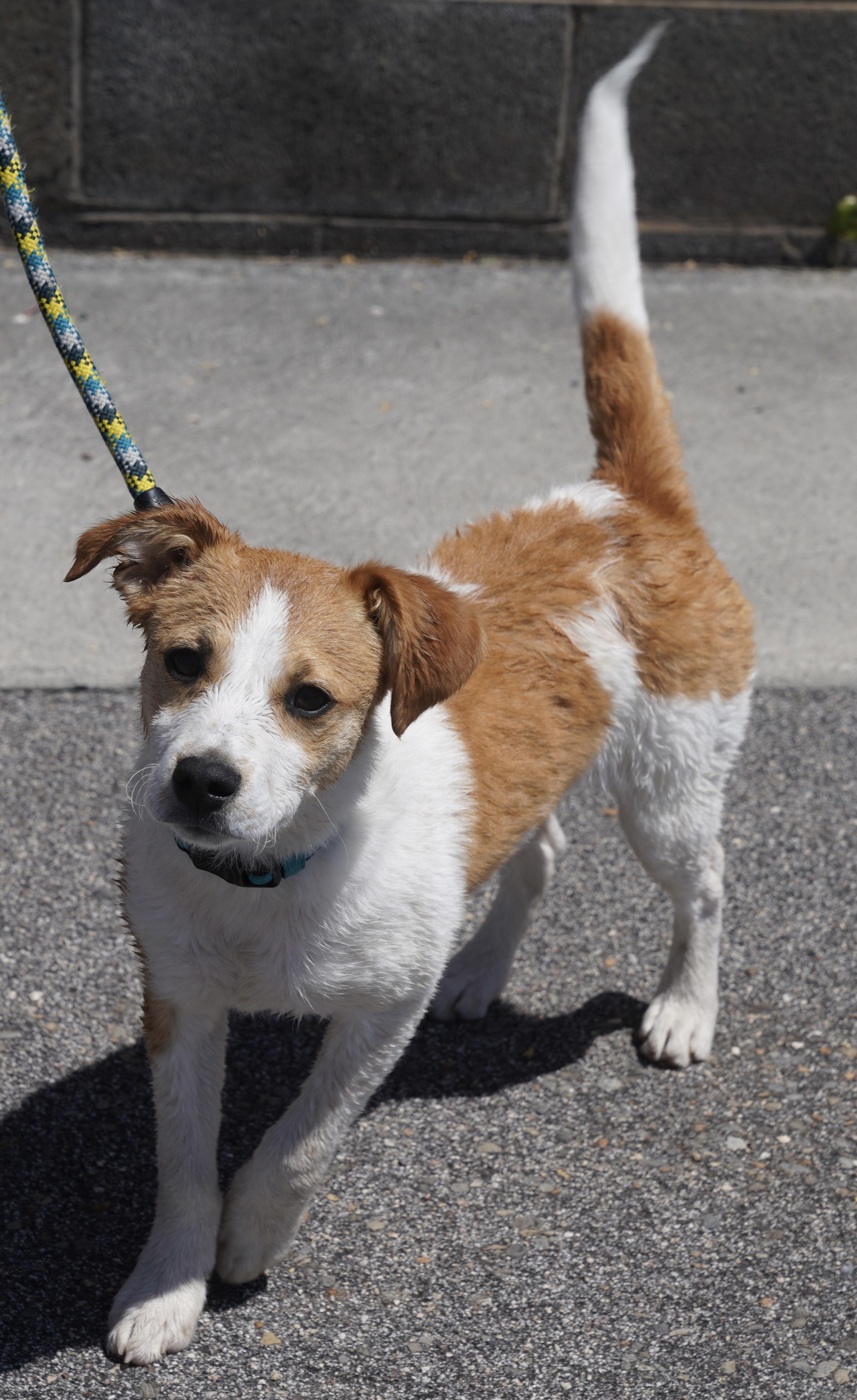 Barry, a ADOPTABLE mixed breed in Pottsville, PA image 4/4